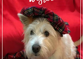 Introducing Georgie Girl, our Whisky Westie!