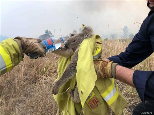 Fundraiser for Australian Wildlife & Wildfire Victims
